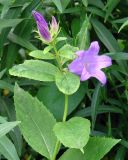 Campanula latifolia. Верхушка цветущего растения. Ленинградская обл., г. Волхов, левый берег, Октябрьская наб., заросший пустырь около типографии. 13.07.2008.