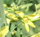 Brassica oleracea разновидность capitata