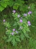 Geranium sylvaticum