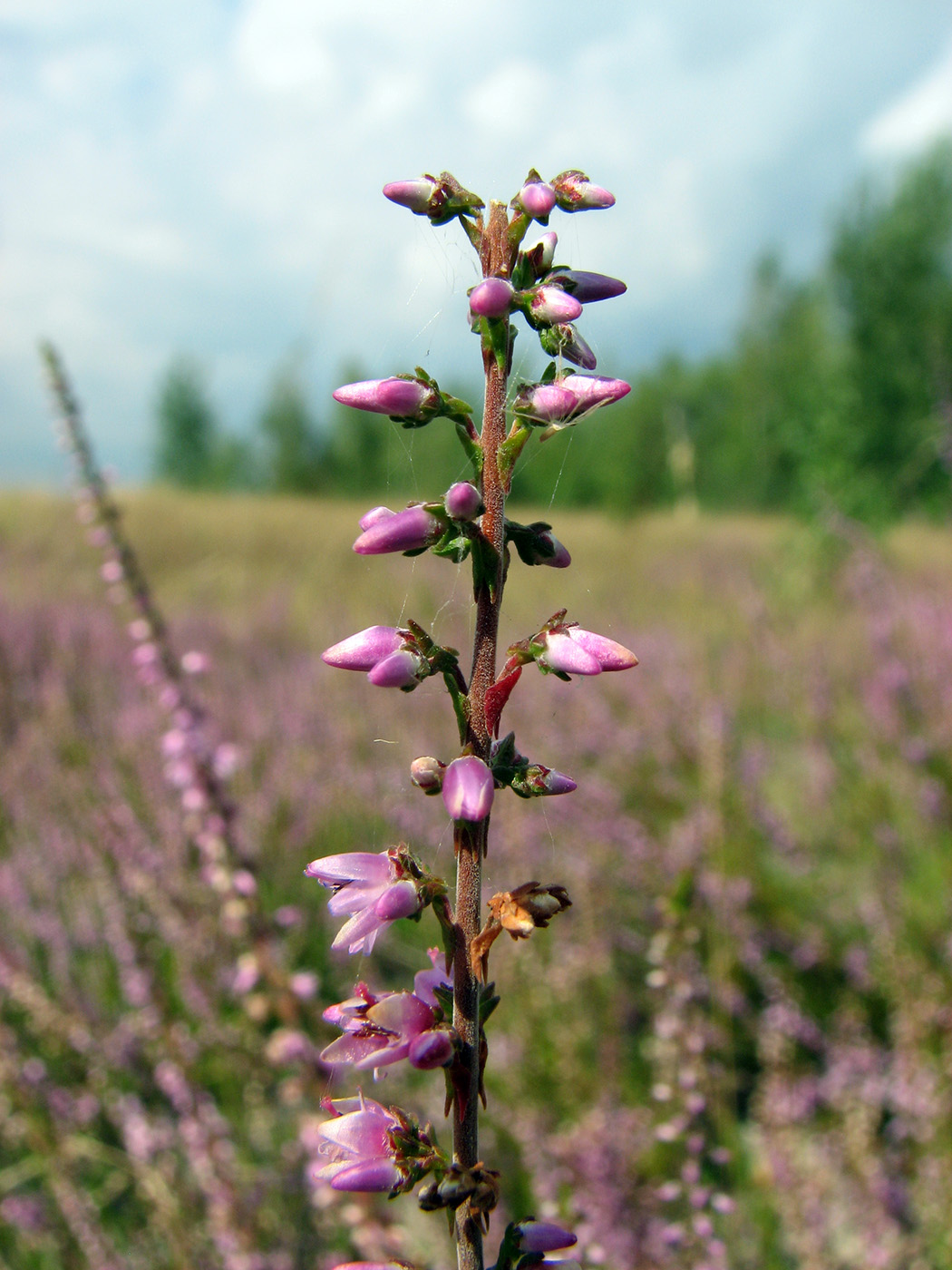 Изображение особи Calluna vulgaris.