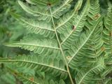 Pteridium подвид sibiricum