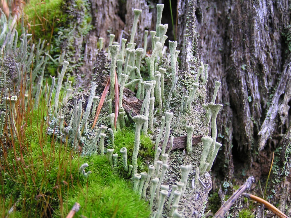 Изображение особи род Cladonia.