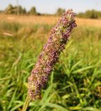 Phleum pratense