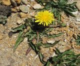 Taraxacum confusum