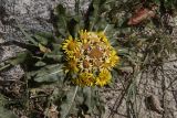 Inula rhizocephala