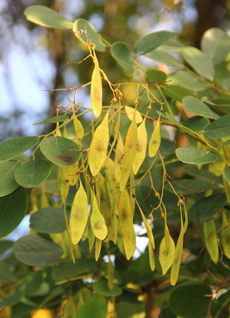 Изображение особи Dalbergia hupeana.