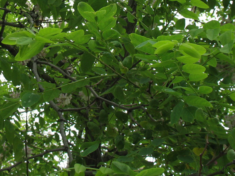 Image of Robinia luxurians specimen.