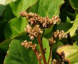 Bergenia crassifolia. Верхушка соплодия с завязавшимися плодами. Восточный Казахстан, г. Усть-Каменогорск, Архитектурно-ландшафтный музей-заповедник, в культуре. 21.05.2017.