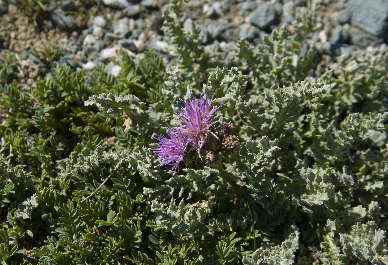 Изображение особи Saussurea ceterachifolia.