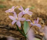 Chionodoxa luciliae разновидность rosea