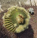 Echinocactus grusonii. Растение с развивающимися побегами и отцветшими цветками. Израиль, Шарон, г. Тель-Авив, ботанический сад \"Сад кактусов\". 03.01.2018.