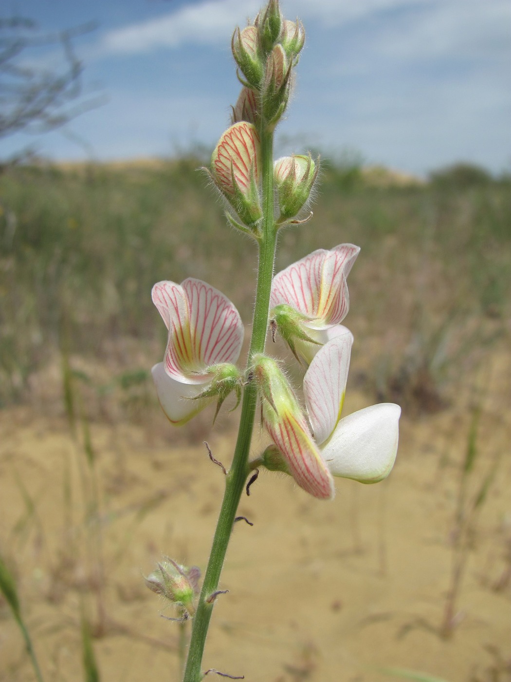 Изображение особи Onobrychis majorovii.