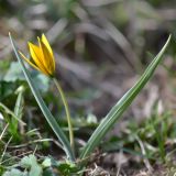 Tulipa dasystemon. Цветущее растение. Кыргызстан, Иссык-Кульская обл., Северный Тянь-Шань, хр. Кюнгёй Ала-Тоо, ущ. Сют-Булак, правый берег р. Сют-Булак чуть ниже оз. Сют-Булак, горный луг, 2580 м н.у.м. 12.05.2018.