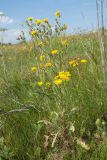 Crepis biennis. Цветущее и плодоносящее растение. Ленинградская обл., Гатчинский р-н, окр. дер. Замостье, суходольный луг. 14.07.2018.