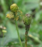 род Papaver