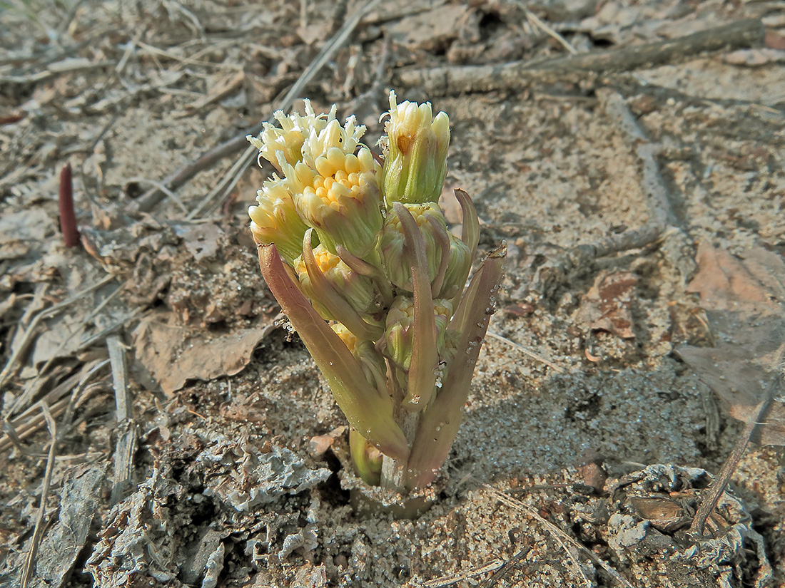 Изображение особи Petasites spurius.