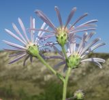 Aster bessarabicus. Веточка с соцветиями-корзинками (вид со стороны обёрток). Украина, Луганская обл., Лутугинский р-н, с. Знаменка, балка Знаменский яр, степной склон. 30.08.2019.