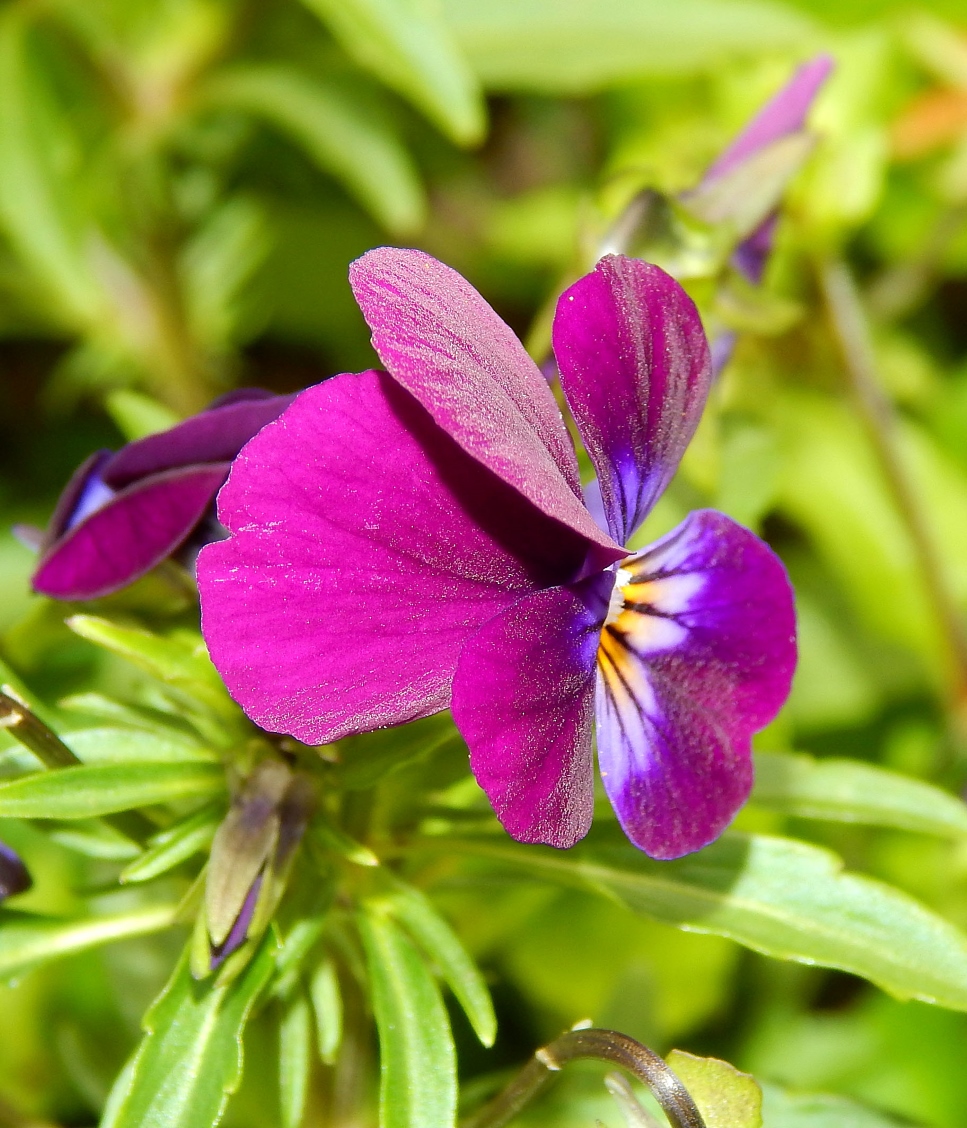 Image of genus Viola specimen.