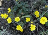 Ranunculus polyrhizos