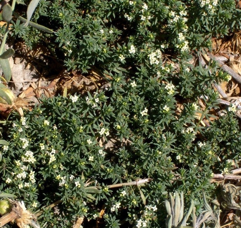 Изображение особи Galium humifusum.