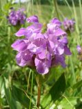 Prunella grandiflora