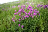 Astragalus onobrychis