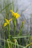 Iris pseudacorus