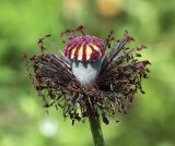 Papaver rhoeas