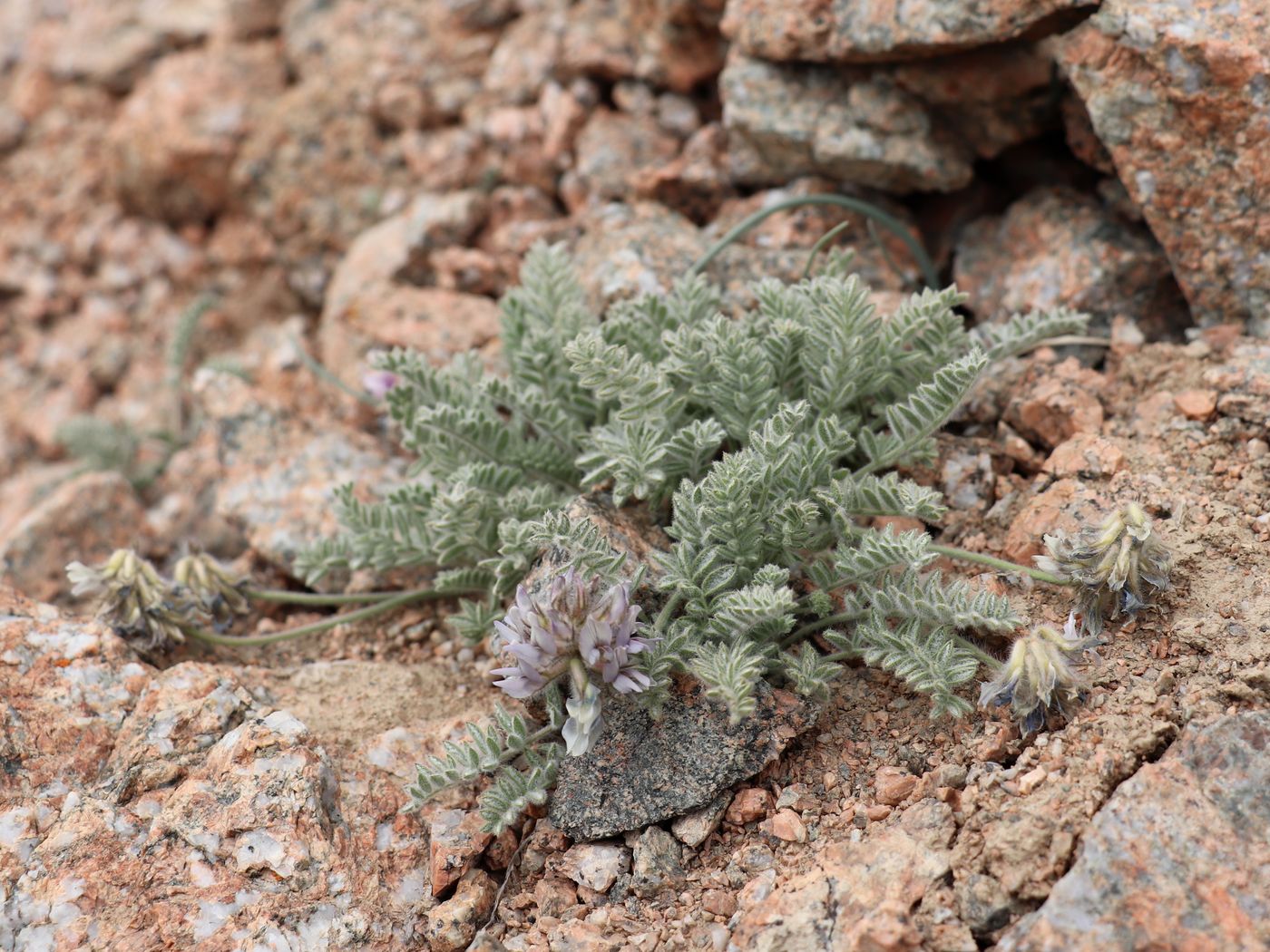 Изображение особи Oxytropis terekensis.