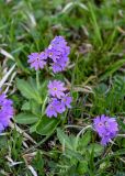 Primula algida