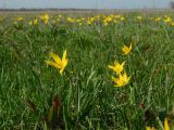 Tulipa biebersteiniana. Цветущие растения. Ростовская обл., Азовский р-н, окр. с. Кугей, засолённый луг. 08.04.2023.