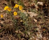 Anthemis tinctoria