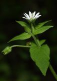 Myosoton aquaticum. Верхушка побега с цветком и бутонами. Марий Эл, Медведевский р-н, окр. пос. Корта, лиственный лес. 18.08.2022.