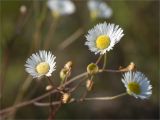 род Erigeron. Соцветия. Нижегородская обл., Володарский р-н, окр. пос. Дубки; берег р. Ока, высокотравный луг. 15.09.2023.