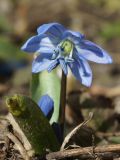 Scilla siberica