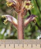 genus Orobanche. Часть соцветия. Испания, автономное сообщество Каталония, провинция Жирона, комарка Баш Эмпорда, муниципалитет Тороэлья-де-Монгри, окр. устья р. Тер, отделяющий лагуну от осушенного маршевого луга Платера (Platera) земляной вал. 17.03.2024.