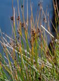 Juncus decipiens. Верхушки побегов с соплодиями. Курильские о-ва, о-в Итуруп, окр. мыса Одесский, затопленный участок каменистого пляжа. 21.08.2023.