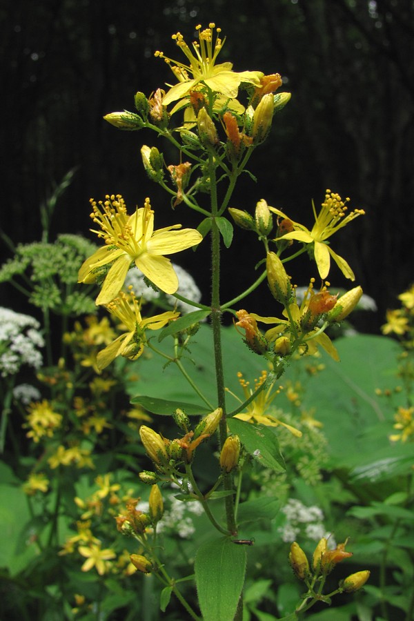 Изображение особи Hypericum hirsutum.