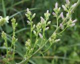 Campanula bononiensis