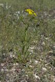 Senecio vernalis