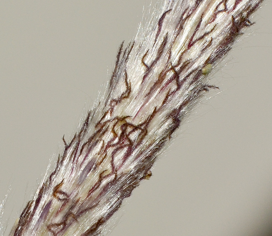 Изображение особи Imperata cylindrica.