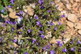 Campanula taurica. Соцветия. Крым, Севастополь, окр. пос. Любимовка. 28 мая 2013 г.