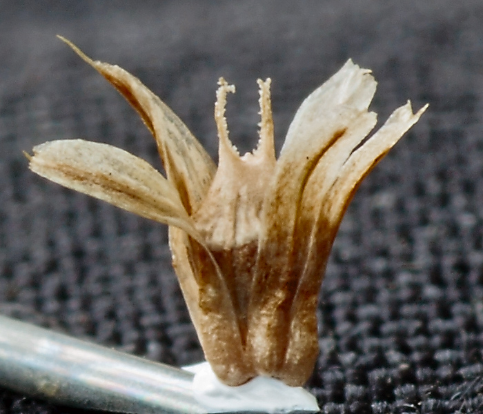 Изображение особи Amaranthus retroflexus.