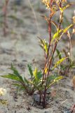 Solidago подвид lapponica