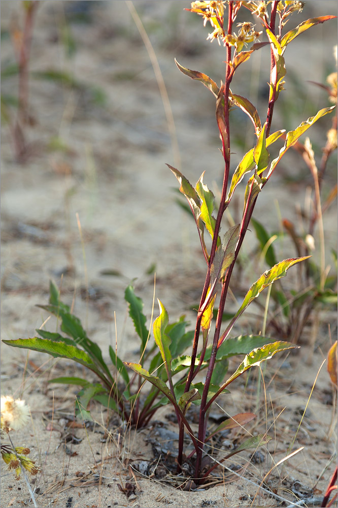 Изображение особи Solidago virgaurea ssp. lapponica.