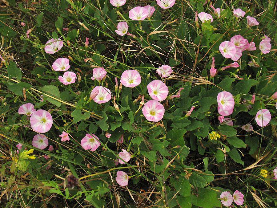 Изображение особи Convolvulus arvensis.