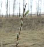 род Salix. Верхушка цветущего побега. Новосибирская обл., Карасукский р-н, с. Благодатное, кювет. 20.04.2014.