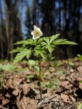 Anemone nemorosa