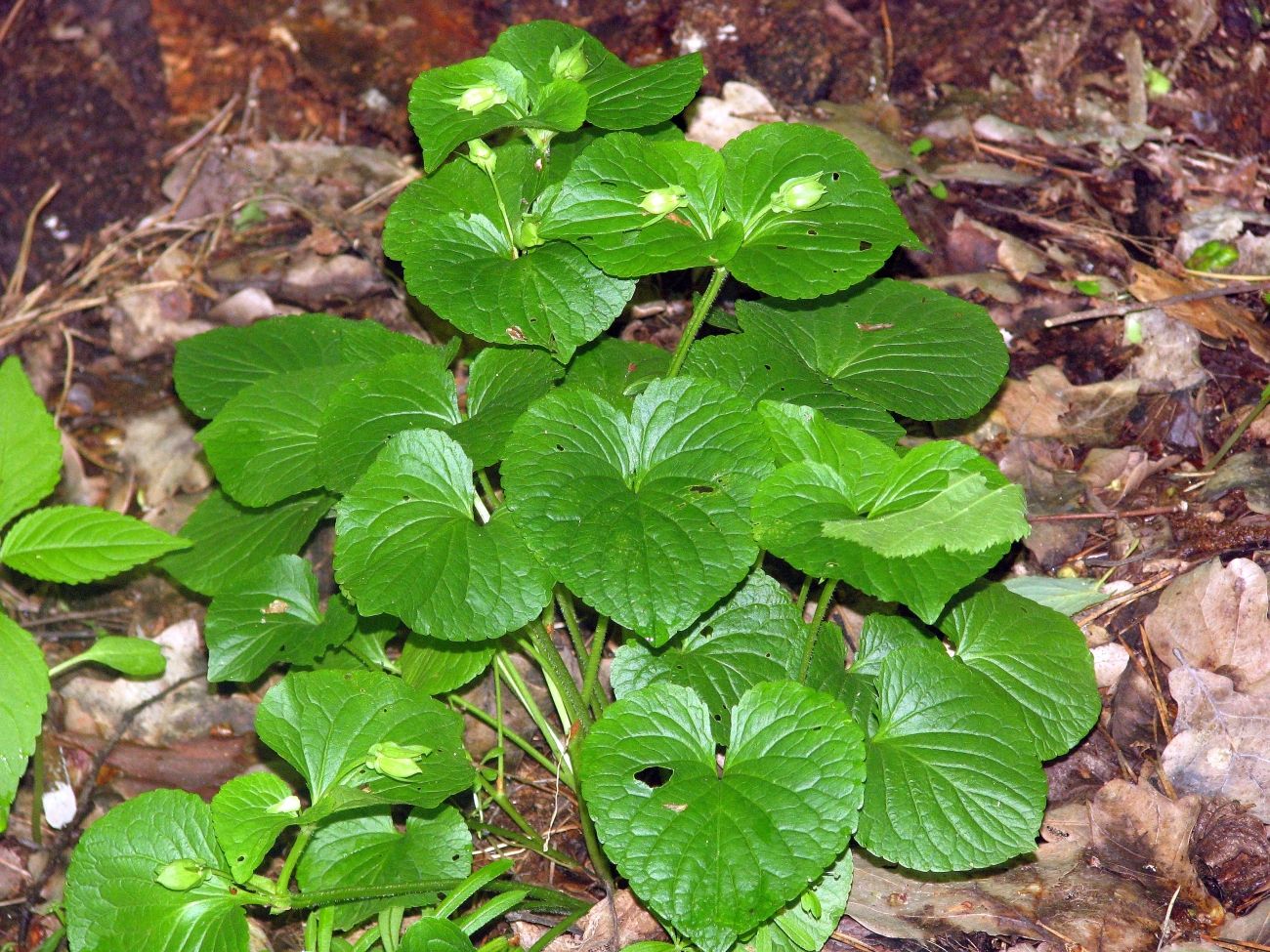 Изображение особи Viola mirabilis.