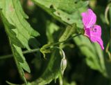 Geranium palustre